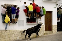 Bull hunt